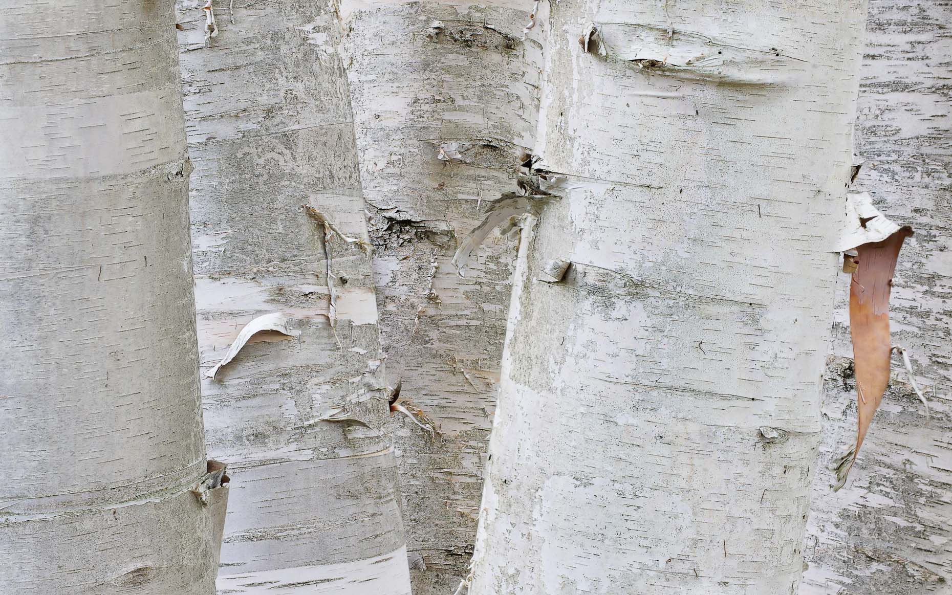 Birch Abstract